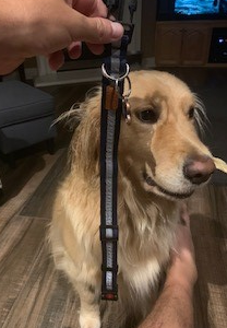 Great collar and perfect size for my 80 lbs golden Retriever