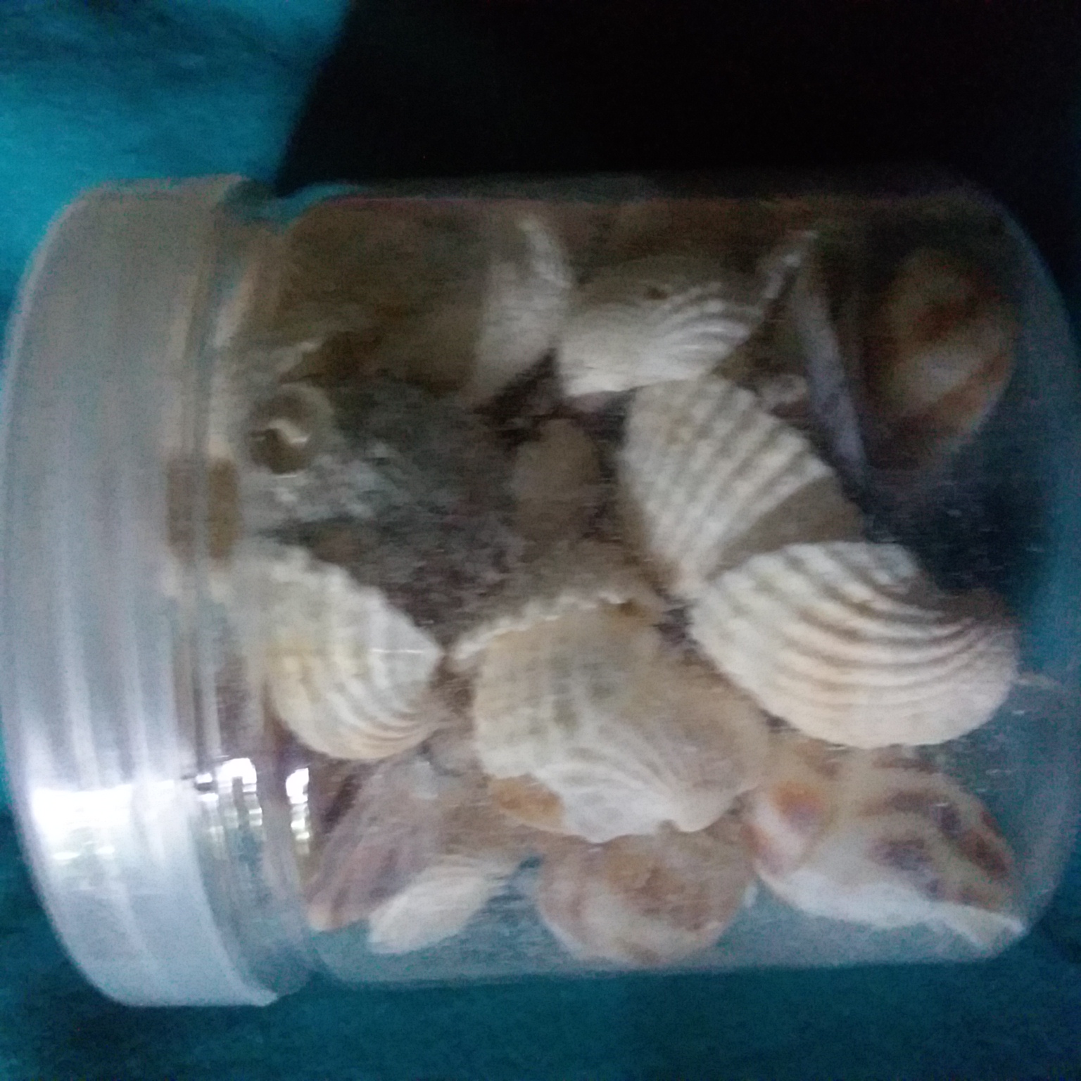 Beautiful Assortment of Shells!