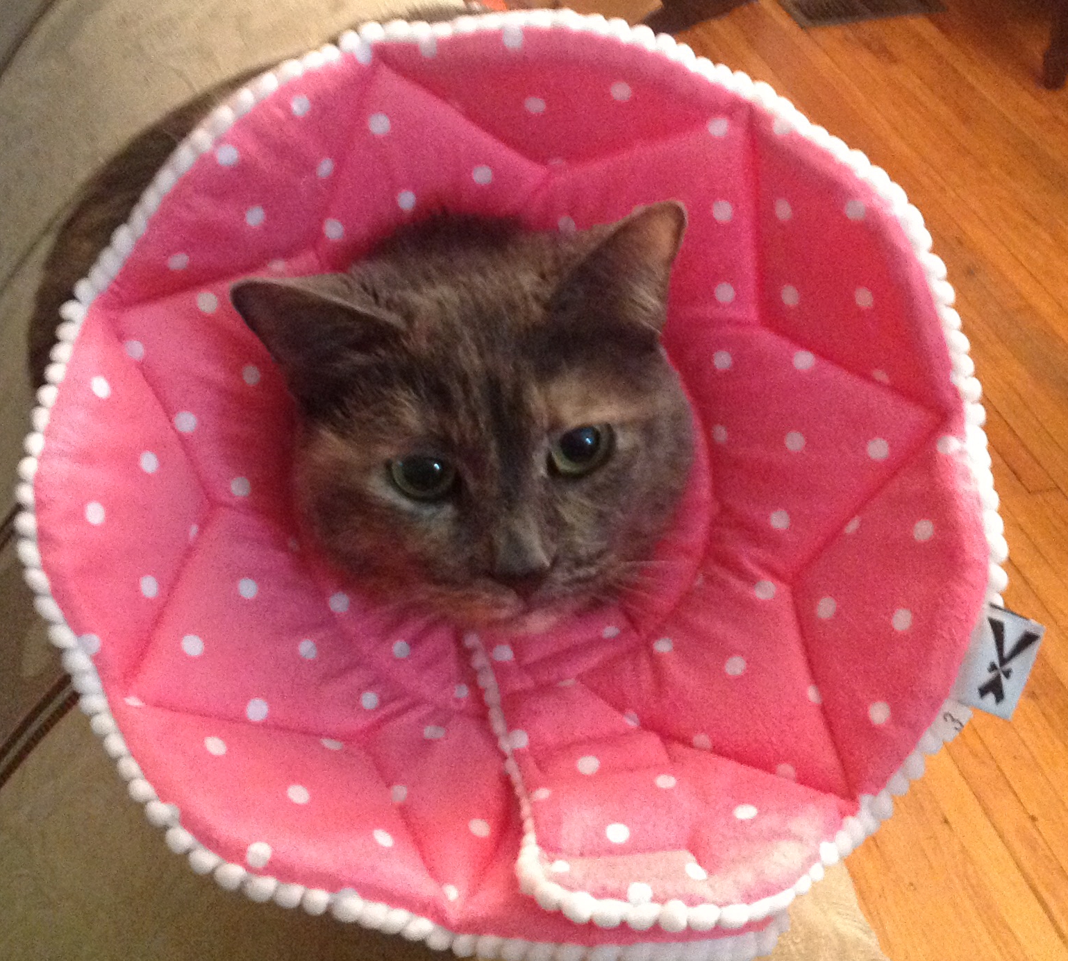 Must be very comfortable to wear, because my female cat loves this cone