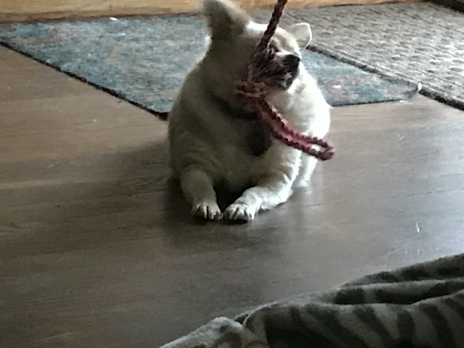 Love the bowl and rope toys!!!