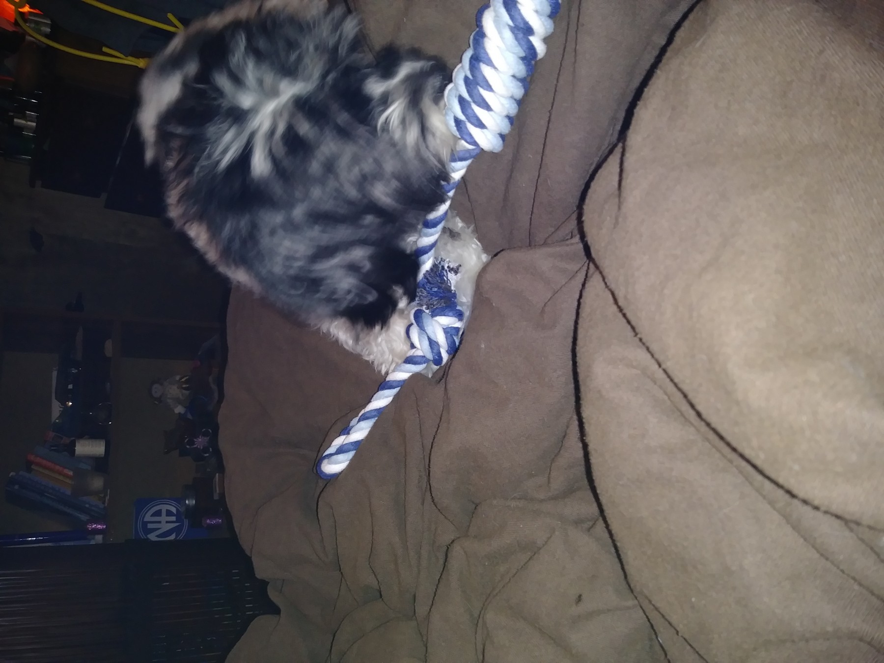 Dog Rope Chew Toys